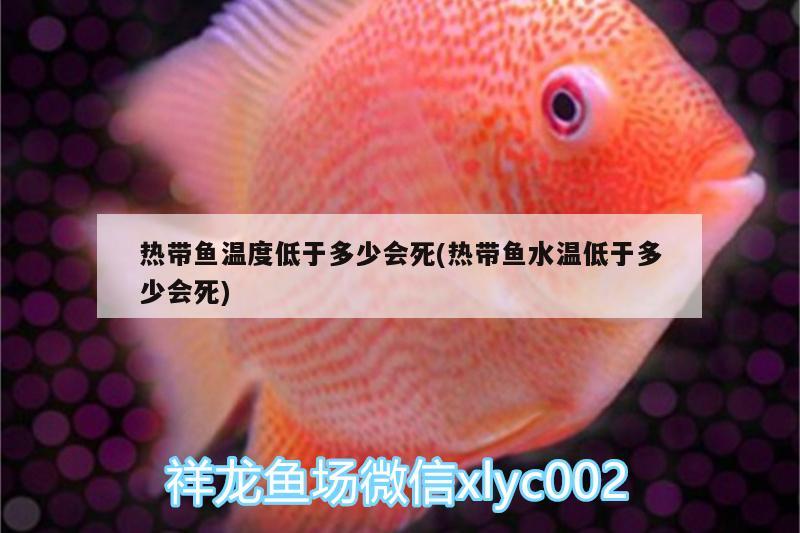 熱帶魚溫度低于多少會死(熱帶魚水溫低于多少會死) 錦鯉魚