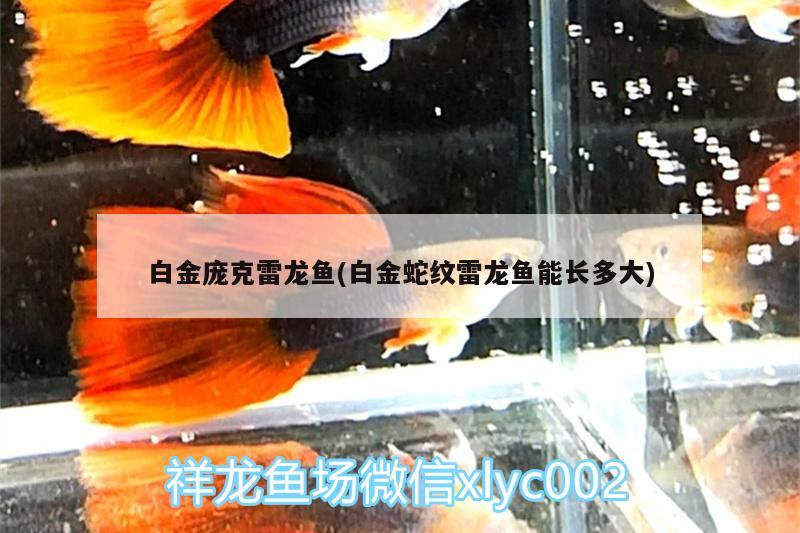 白金龐克雷龍魚(白金蛇紋雷龍魚能長多大)