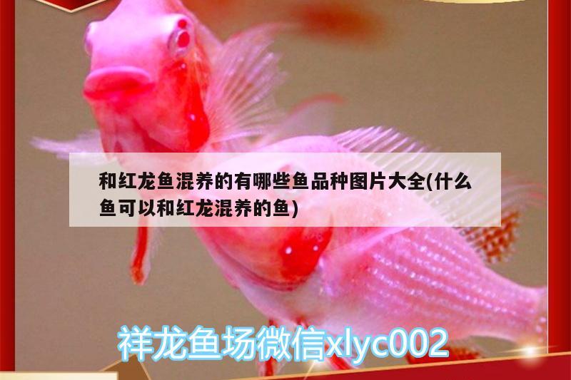 和紅龍魚混養(yǎng)的有哪些魚品種圖片大全(什么魚可以和紅龍混養(yǎng)的魚)