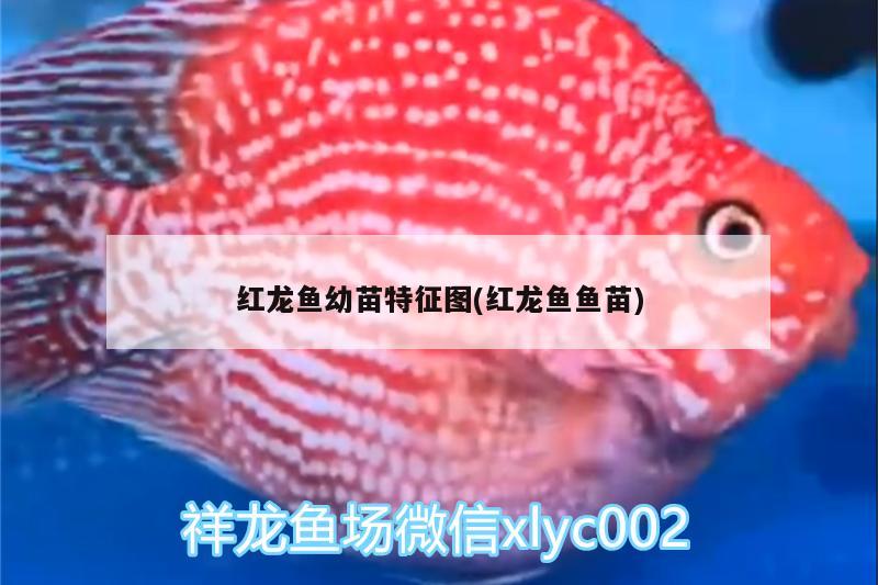 紅龍魚幼苗特征圖(紅龍魚魚苗) 印尼虎苗