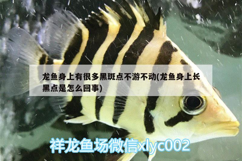 龍魚身上有很多黑斑點不游不動(龍魚身上長黑點是怎么回事) 皇冠黑白魟魚