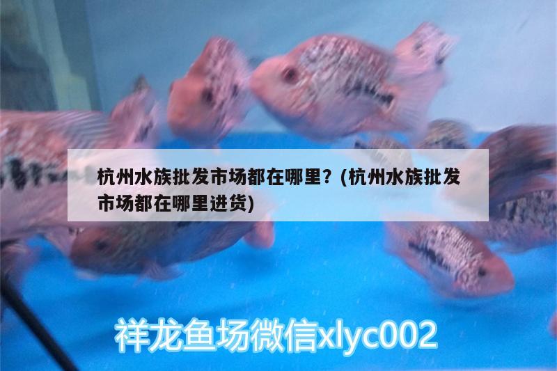 杭州水族批發(fā)市場都在哪里？(杭州水族批發(fā)市場都在哪里進貨) 觀賞魚水族批發(fā)市場