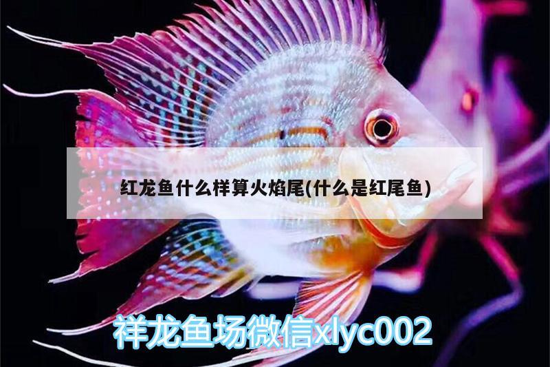 乾縣哪里有賣魚(yú)缸的地方啊 乾縣哪里有賣魚(yú)缸的地方啊多少錢 黑云魚(yú) 第1張