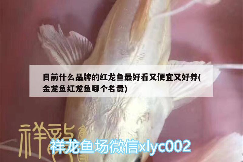 目前什么品牌的紅龍魚最好看又便宜又好養(yǎng)(金龍魚紅龍魚哪個(gè)名貴) 肺魚