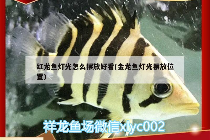 紅龍魚燈光怎么擺放好看(金龍魚燈光擺放位置) 白子黑帝王魟魚