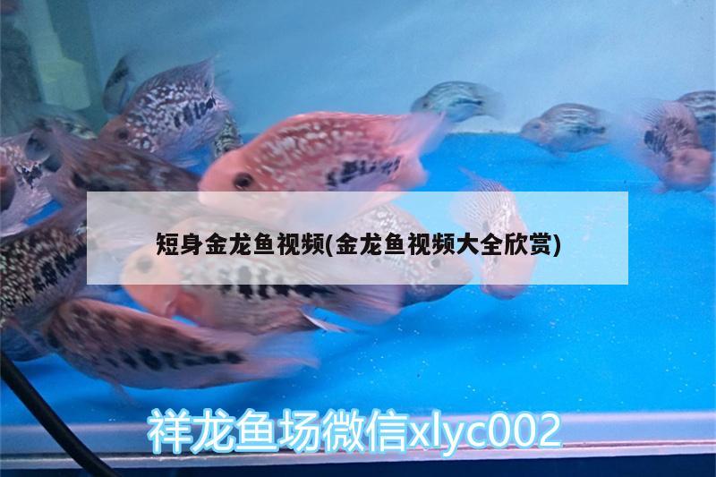 短身金龍魚(yú)視頻(金龍魚(yú)視頻大全欣賞) 金老虎魚(yú)