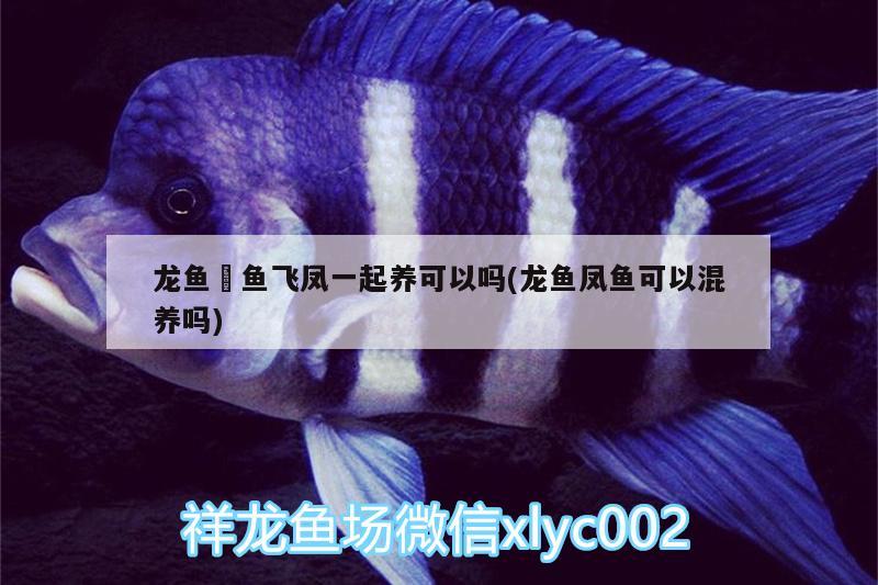 龍魚(yú)魟魚(yú)飛鳳一起養(yǎng)可以嗎(龍魚(yú)鳳魚(yú)可以混養(yǎng)嗎) 蘇虎苗（蘇門(mén)答臘虎魚(yú)苗）