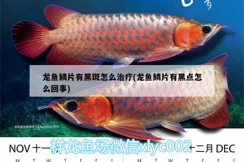 龍魚鱗片有黑斑怎么治療(龍魚鱗片有黑點怎么回事)