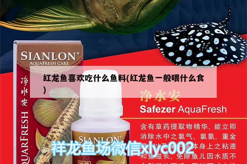 紅龍魚喜歡吃什么魚料(紅龍魚一般喂什么食) 名貴錦鯉魚