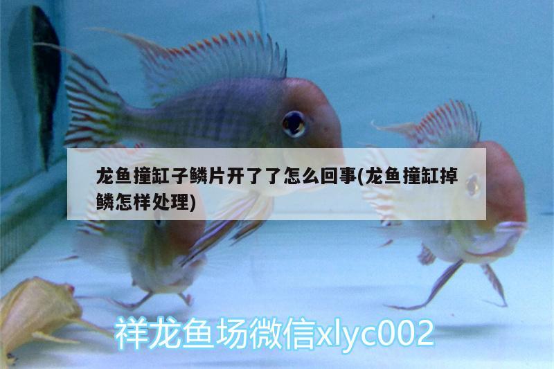 帶芽紅腹的淡水魚，三湖慈鯛繁殖可以不隔離嗎