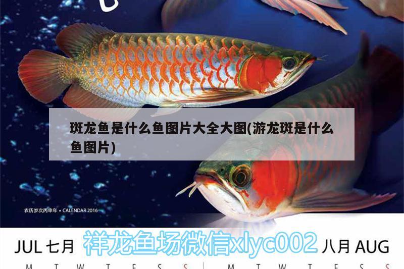 毫州水族批發(fā)市場地址電話是多少號：亳州水產(chǎn)市場在哪里