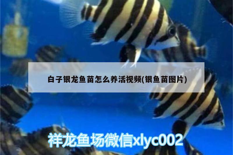 怎樣清潔魚缸里的污垢（怎么樣清潔魚缸的水垢） 黃金斑馬魚