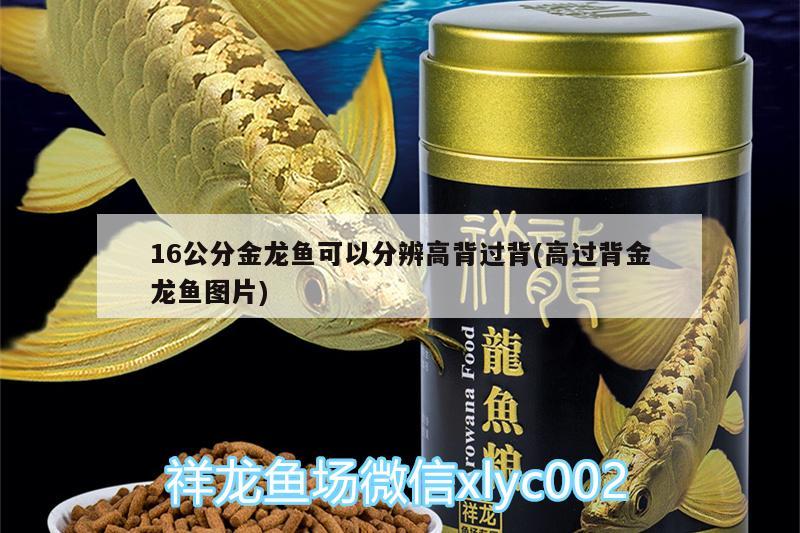 16公分金龍魚可以分辨高背過背(高過背金龍魚圖片)