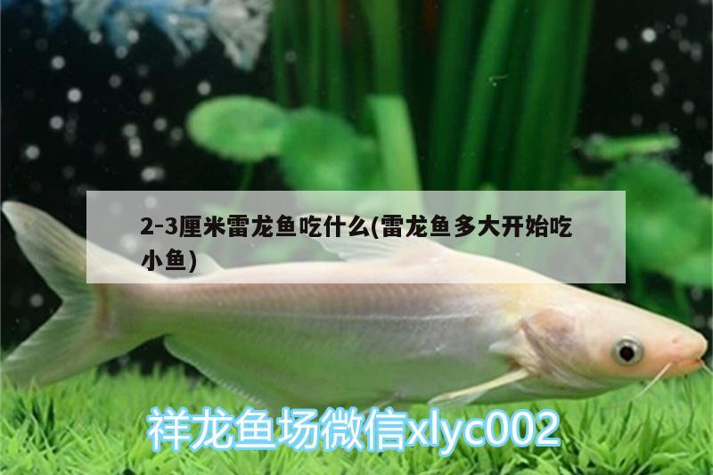 2-3厘米雷龍魚吃什么(雷龍魚多大開(kāi)始吃小魚)