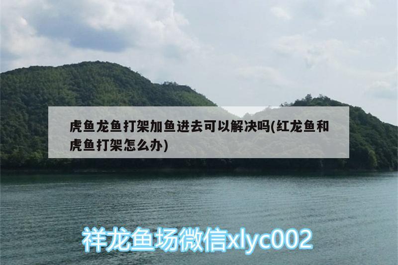 常見的小型熱帶魚有哪些？，小型熱帶魚品種大全圖:小型熱帶魚品種大全圖及介紹