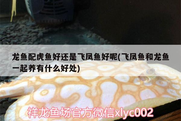 龍魚配虎魚好還是飛鳳魚好呢(飛鳳魚和龍魚一起養(yǎng)有什么好處)