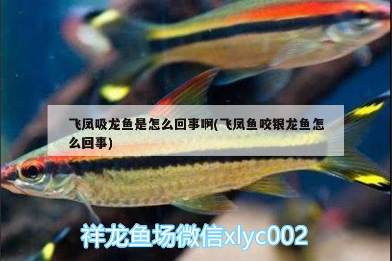 飛鳳吸龍魚是怎么回事啊(飛鳳魚咬銀龍魚怎么回事) 飛鳳魚