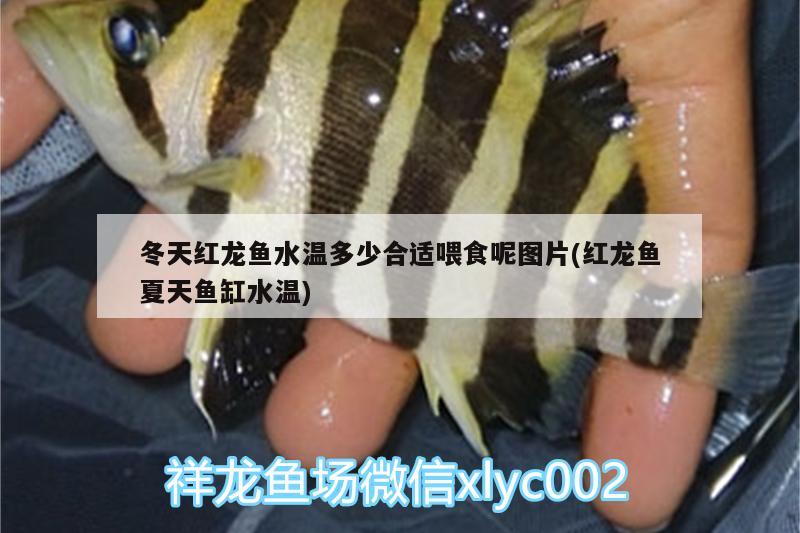 冬天紅龍魚水溫多少合適喂食呢圖片(紅龍魚夏天魚缸水溫)