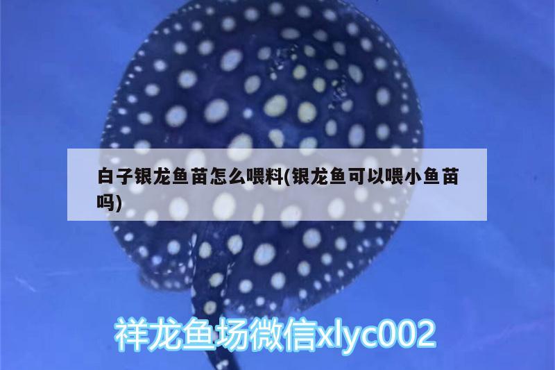 白子銀龍魚苗怎么喂料(銀龍魚可以喂小魚苗嗎) 白子銀龍魚苗