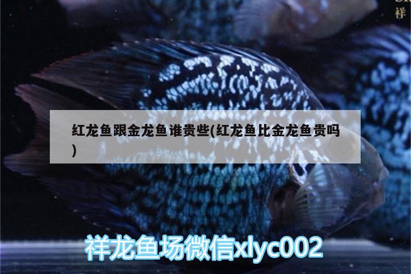 紅龍魚(yú)跟金龍魚(yú)誰(shuí)貴些(紅龍魚(yú)比金龍魚(yú)貴嗎)