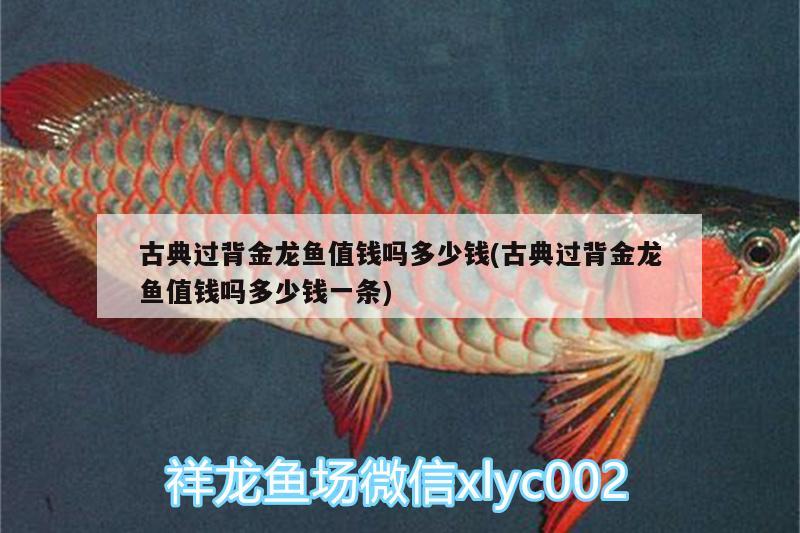 古典過背金龍魚值錢嗎多少錢(古典過背金龍魚值錢嗎多少錢一條) 古典過背金龍魚