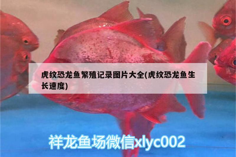 虎紋恐龍魚繁殖記錄圖片大全(虎紋恐龍魚生長速度)