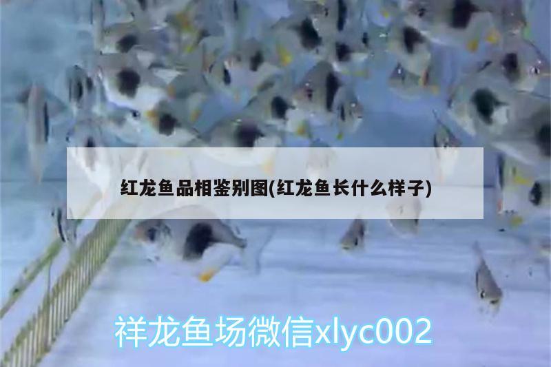 紅龍魚品相鑒別圖(紅龍魚長什么樣子)