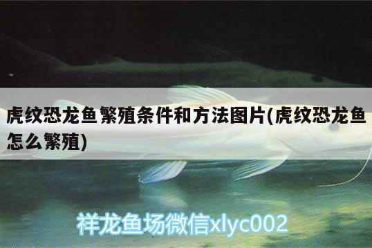 虎紋恐龍魚繁殖條件和方法圖片(虎紋恐龍魚怎么繁殖) 黃金斑馬魚