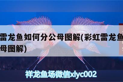 彩虹雷龍魚如何分公母圖解(彩虹雷龍魚如何分公母圖解)