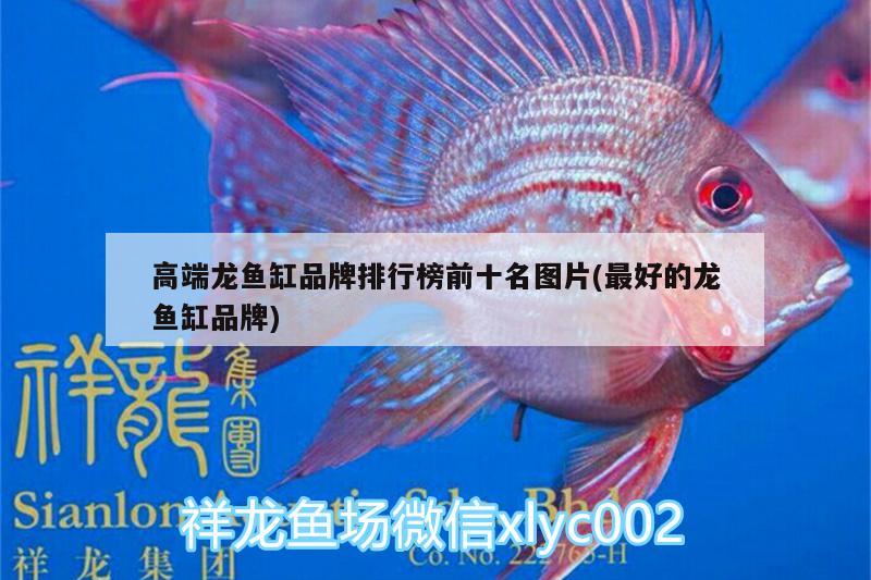 高端龍魚缸品牌排行榜前十名圖片(最好的龍魚缸品牌) 馬拉莫寶石魚苗