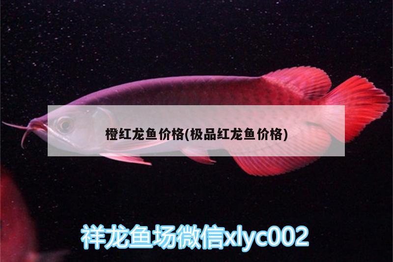 橙紅龍魚價(jià)格(極品紅龍魚價(jià)格)