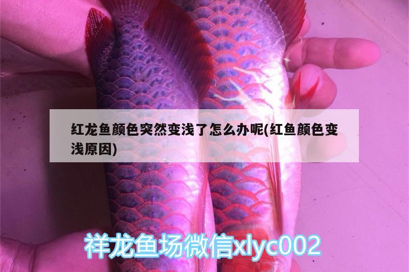 紅龍魚顏色突然變淺了怎么辦呢(紅魚顏色變淺原因) 觀賞魚魚苗