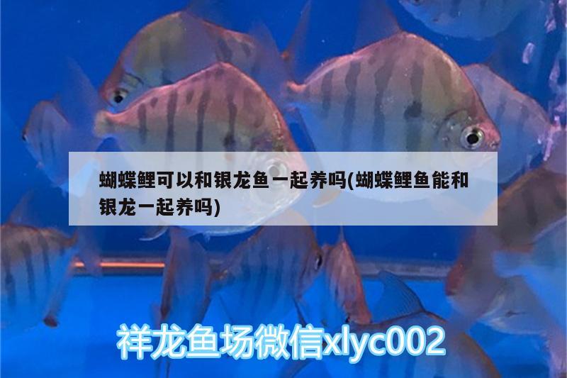 蝴蝶鯉可以和銀龍魚一起養(yǎng)嗎(蝴蝶鯉魚能和銀龍一起養(yǎng)嗎) 蝴蝶鯉