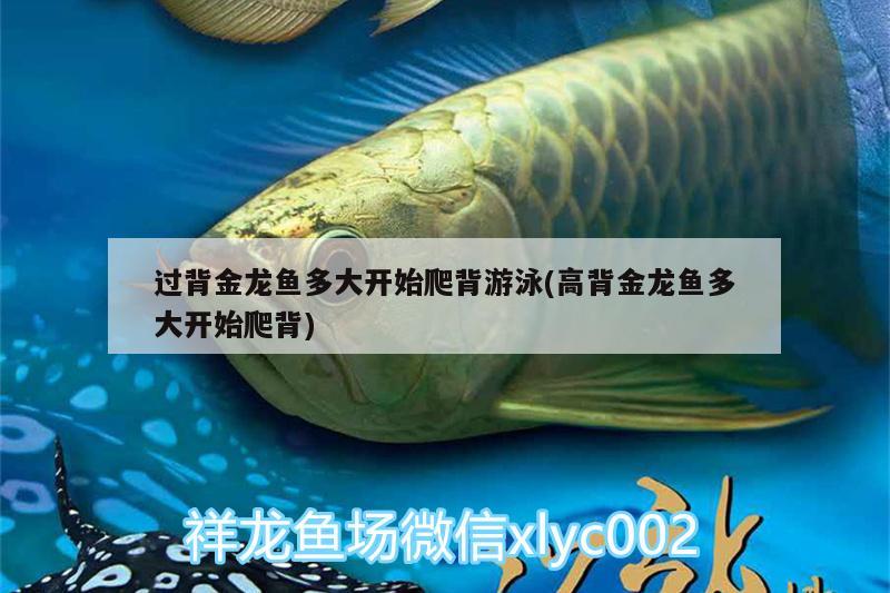 過(guò)背金龍魚(yú)多大開(kāi)始爬背游泳(高背金龍魚(yú)多大開(kāi)始爬背) 高背金龍魚(yú)