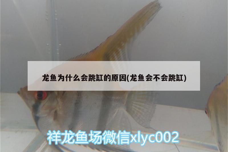 龍魚為什么會跳缸的原因(龍魚會不會跳缸) 祥龍傳奇品牌魚缸