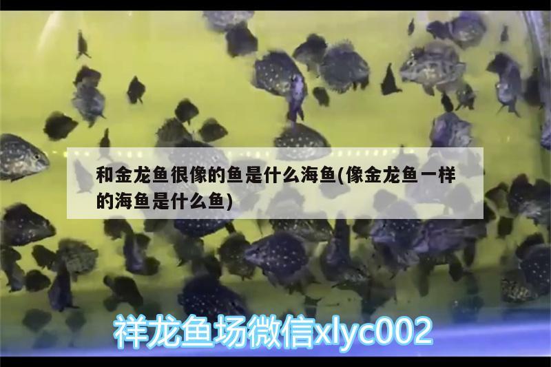 和金龍魚很像的魚是什么海魚(像金龍魚一樣的海魚是什么魚)