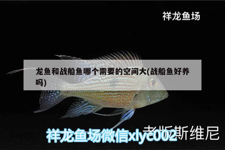 龍魚和戰(zhàn)船魚哪個需要的空間大(戰(zhàn)船魚好養(yǎng)嗎) 黃金鴨嘴魚 第2張