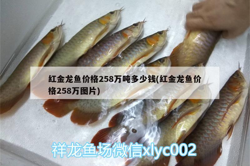 紅猴子羅漢魚(yú)好養(yǎng)嗎：羅漢魚(yú)什么時(shí)候起頭(羅漢魚(yú)起頭前兆圖片)