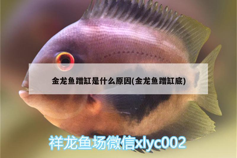 金龍魚蹭缸是什么原因(金龍魚蹭缸底) 魚缸百科