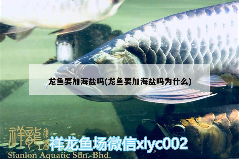 龍魚(yú)要加海鹽嗎(龍魚(yú)要加海鹽嗎為什么) 孵化器