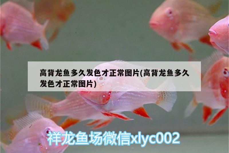 高背龍魚多久發(fā)色才正常圖片(高背龍魚多久發(fā)色才正常圖片)