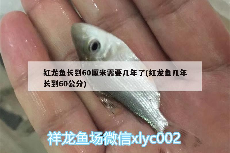 紅龍魚長(zhǎng)到60厘米需要幾年了(紅龍魚幾年長(zhǎng)到60公分) 廣州觀賞魚魚苗批發(fā)市場(chǎng)