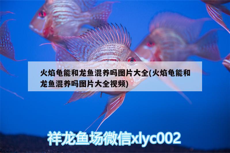 火焰龜能和龍魚混養(yǎng)嗎圖片大全(火焰龜能和龍魚混養(yǎng)嗎圖片大全視頻) 烏龜