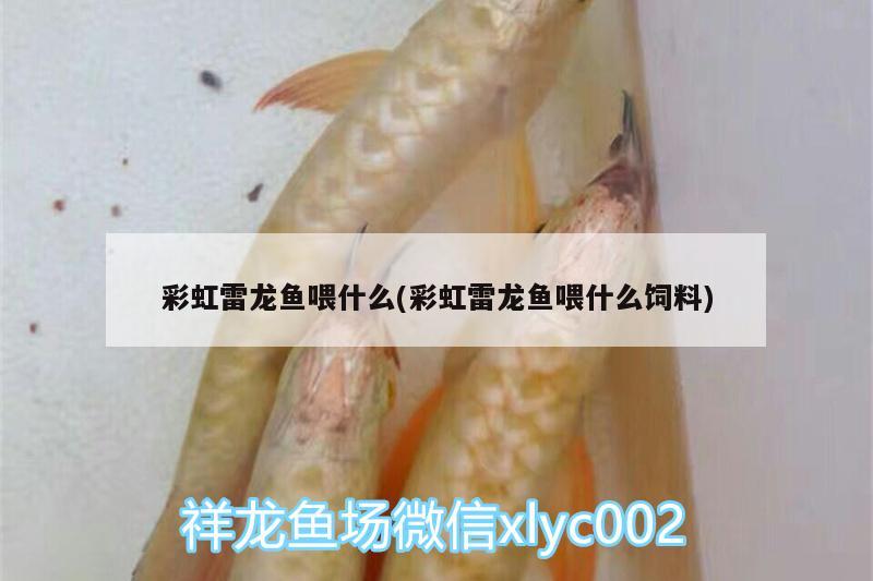 彩虹雷龍魚喂什么(彩虹雷龍魚喂什么飼料)