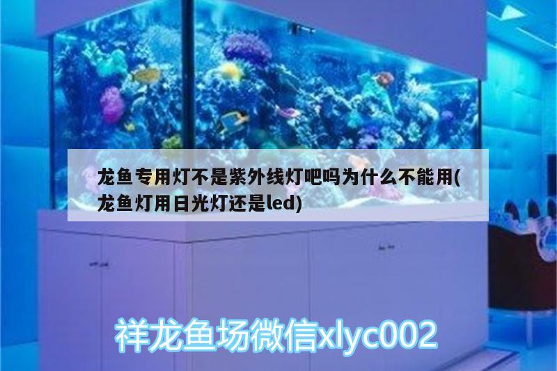 銀龍魚張嘴呼吸怎么辦 銀龍魚張嘴呼吸怎么回事