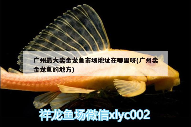 廣州最大賣金龍魚市場地址在哪里呀(廣州賣金龍魚的地方) 白條過背金龍魚