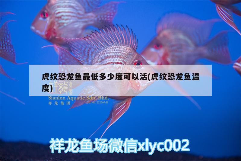 虎紋恐龍魚最低多少度可以活(虎紋恐龍魚溫度) 鸚鵡魚