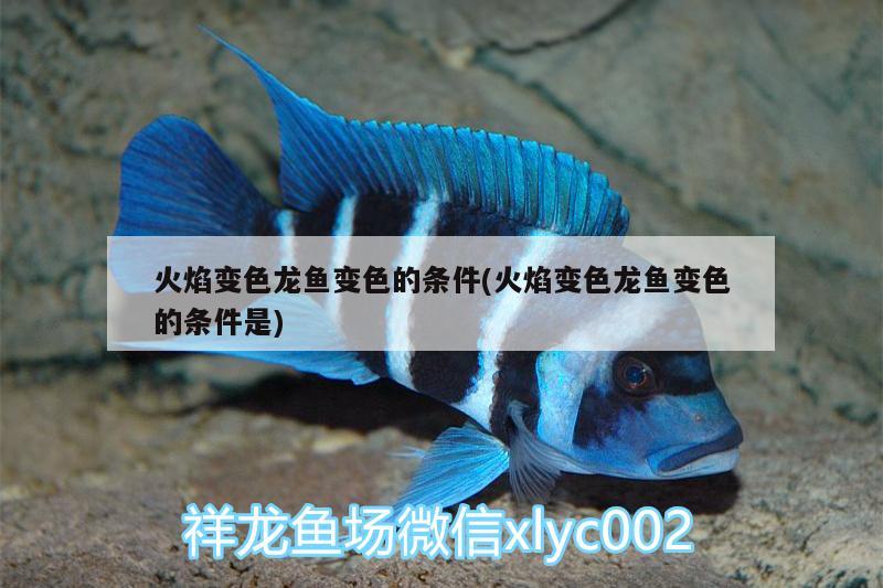 火焰變色龍魚變色的條件(火焰變色龍魚變色的條件是) 皇冠黑白魟魚