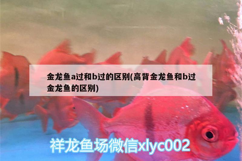 金龍魚a過和b過的區(qū)別(高背金龍魚和b過金龍魚的區(qū)別) 高背金龍魚