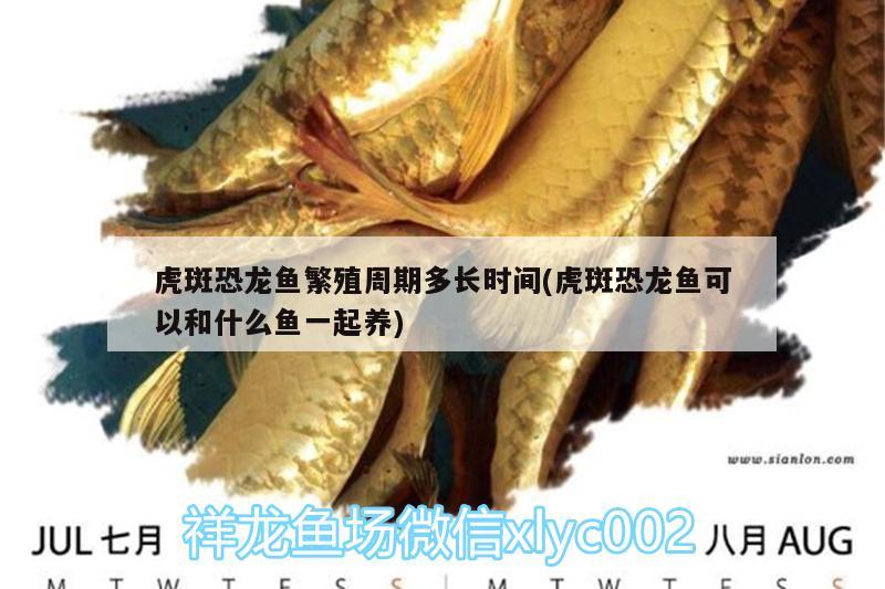 虎斑恐龍魚繁殖周期多長時間(虎斑恐龍魚可以和什么魚一起養(yǎng)) 虎斑恐龍魚